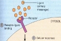 cell_signalling