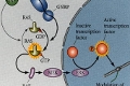 cell_signalling