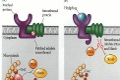 cell_signalling